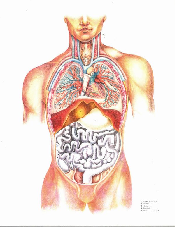 Atlas Of The Human Body Sale