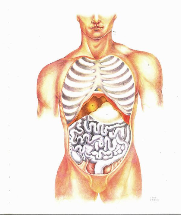 Atlas Of The Human Body Sale